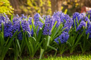 Hyacinths in Garden