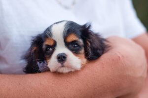 dog, puppy, cavalier king charles spaniel, pet, animal, canine, cute, puppy, puppy, puppy, puppy, nature, puppy, cavalier king charles spaniel, cavalier king charles spaniel, pet, pet, pet, pet, pet, cute, cute, cute