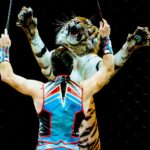 circus, entertainment, tiger, event, show, amusement, fun, performance, enjoyment, ring, animal, wild, trainer, training, danger, dangerous, traveling, black travel, black training, black event, black fun, circus, circus, circus, circus, circus